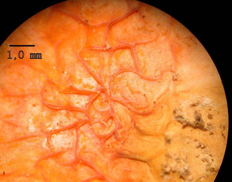 Ritrovamenti (Leucogyrophana mollusca?)